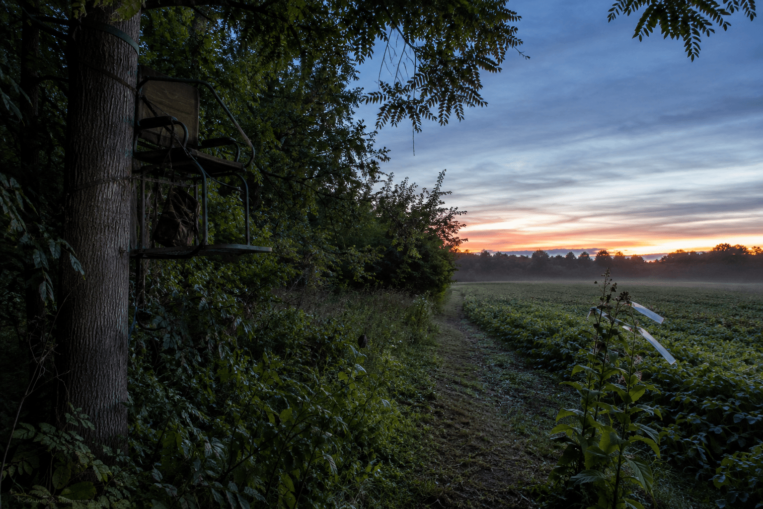 A hunter quietly prepares an early-season whitetail setup at the edge of a green field.